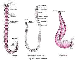 Classification of Annelids
