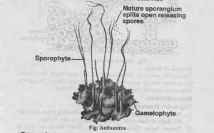Anthoceros