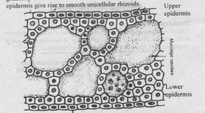 Internal structure of Thallus