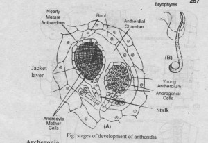 Development Stages of Anthoceros