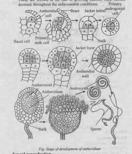 Type Porella